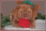 kerst pup9